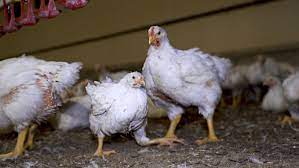 le but ici est de mettre en contact toutes personnes intervenant dans la chaine de production de poulet de chair. c'est à dire les agriculteurs, les propriétaires de provenderie, les producteurs de poussins, les vétérinaires et les potentiels clients